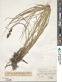 Carex vulpina image