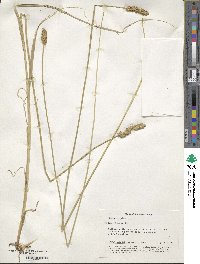 Carex vulpina image