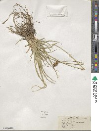 Carex vulpina image