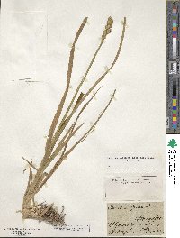 Carex vulpina image