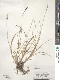 Carex argyrolepis image