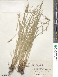 Carex argyrolepis image