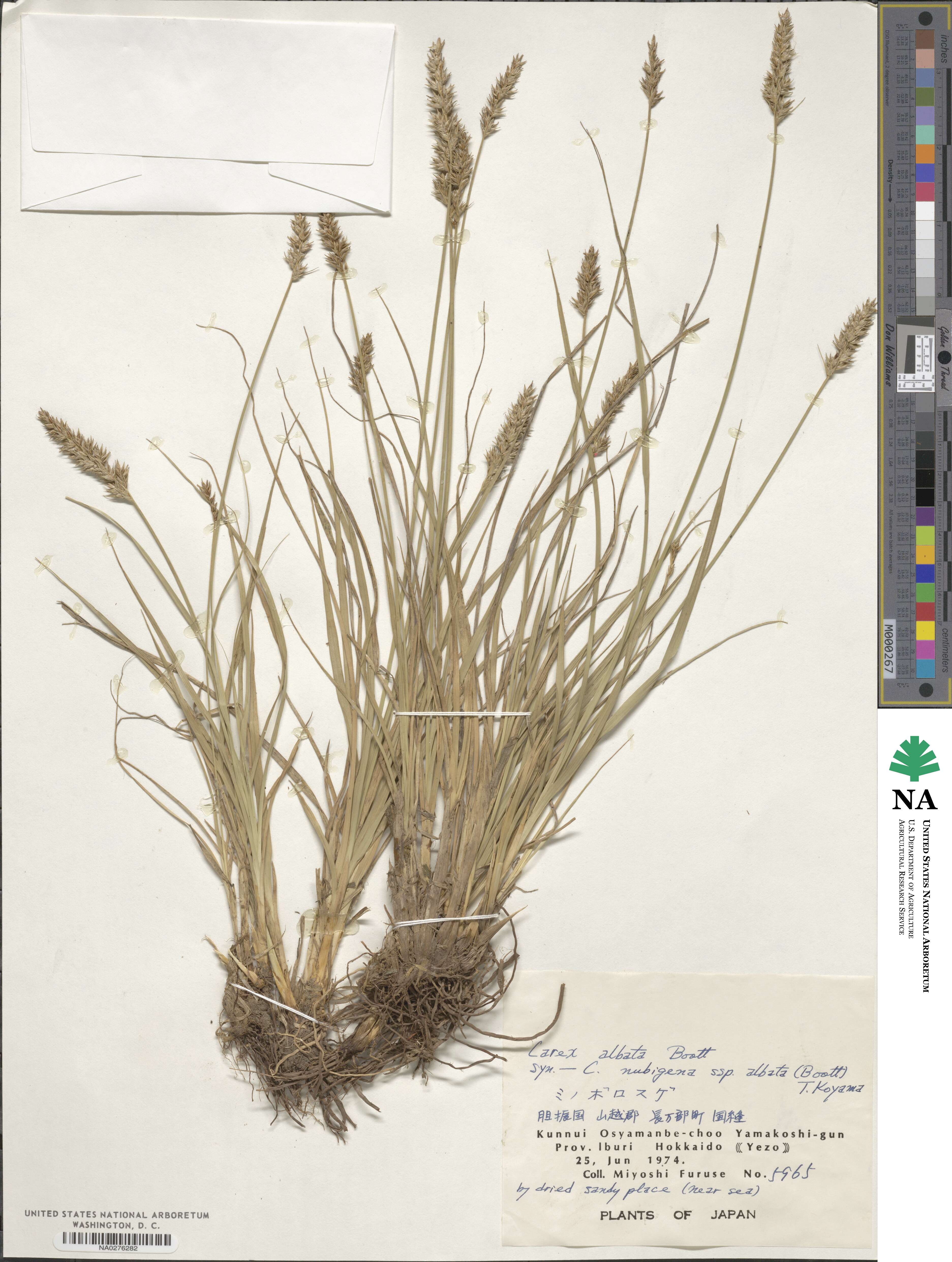 Carex argyrolepis image