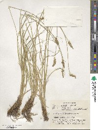 Carex argyrolepis image