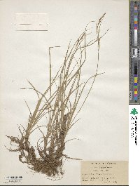 Carex pisiformis var. pisiformis image