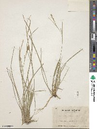 Carex pisiformis var. pisiformis image