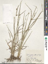 Carex aphanolepis image