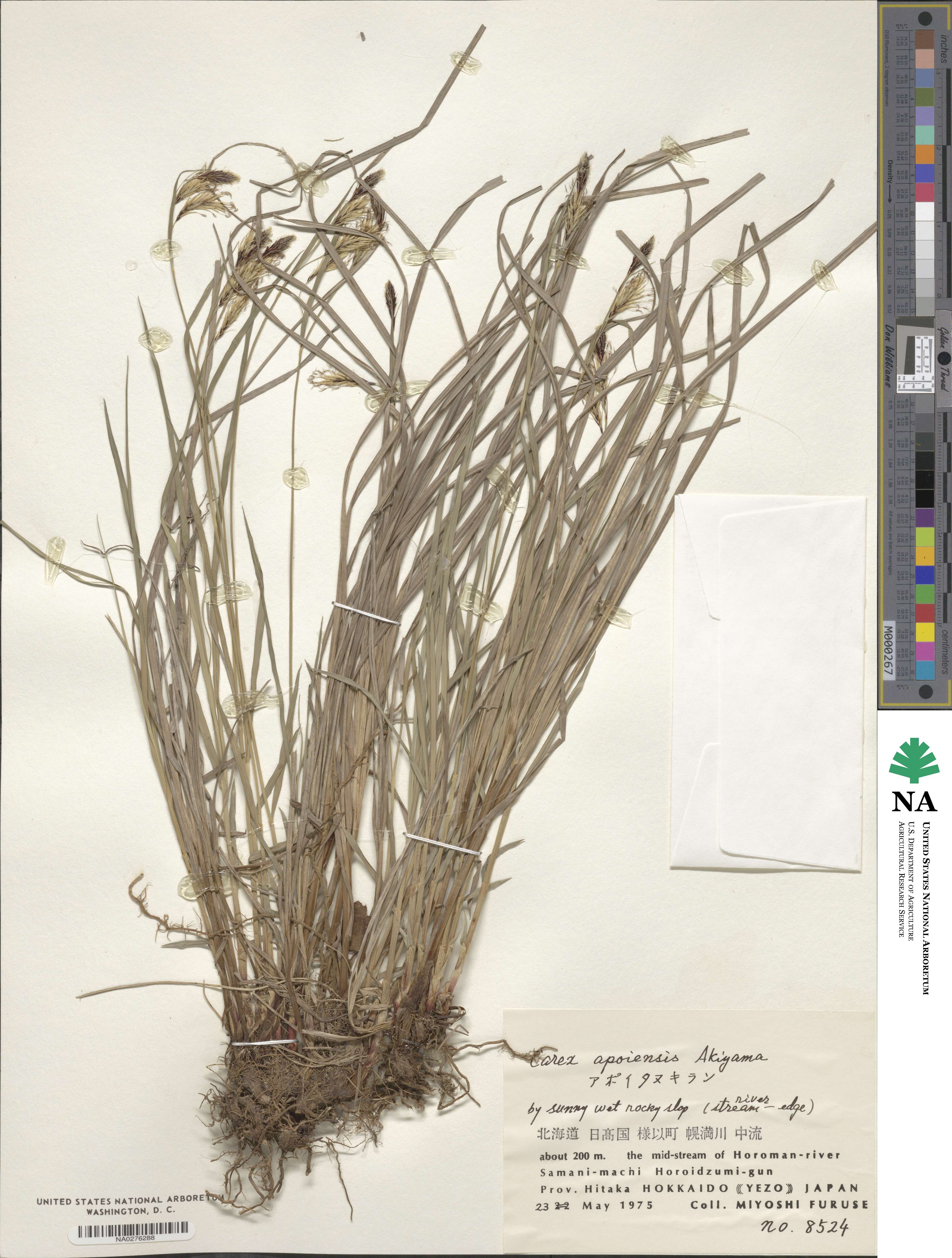 Carex apoiensis image