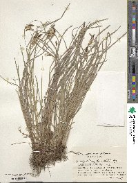 Image of Carex apoiensis