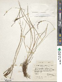 Carex appendiculata image