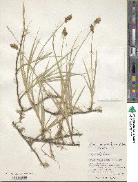 Carex arenicola image