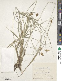 Carex arenicola image