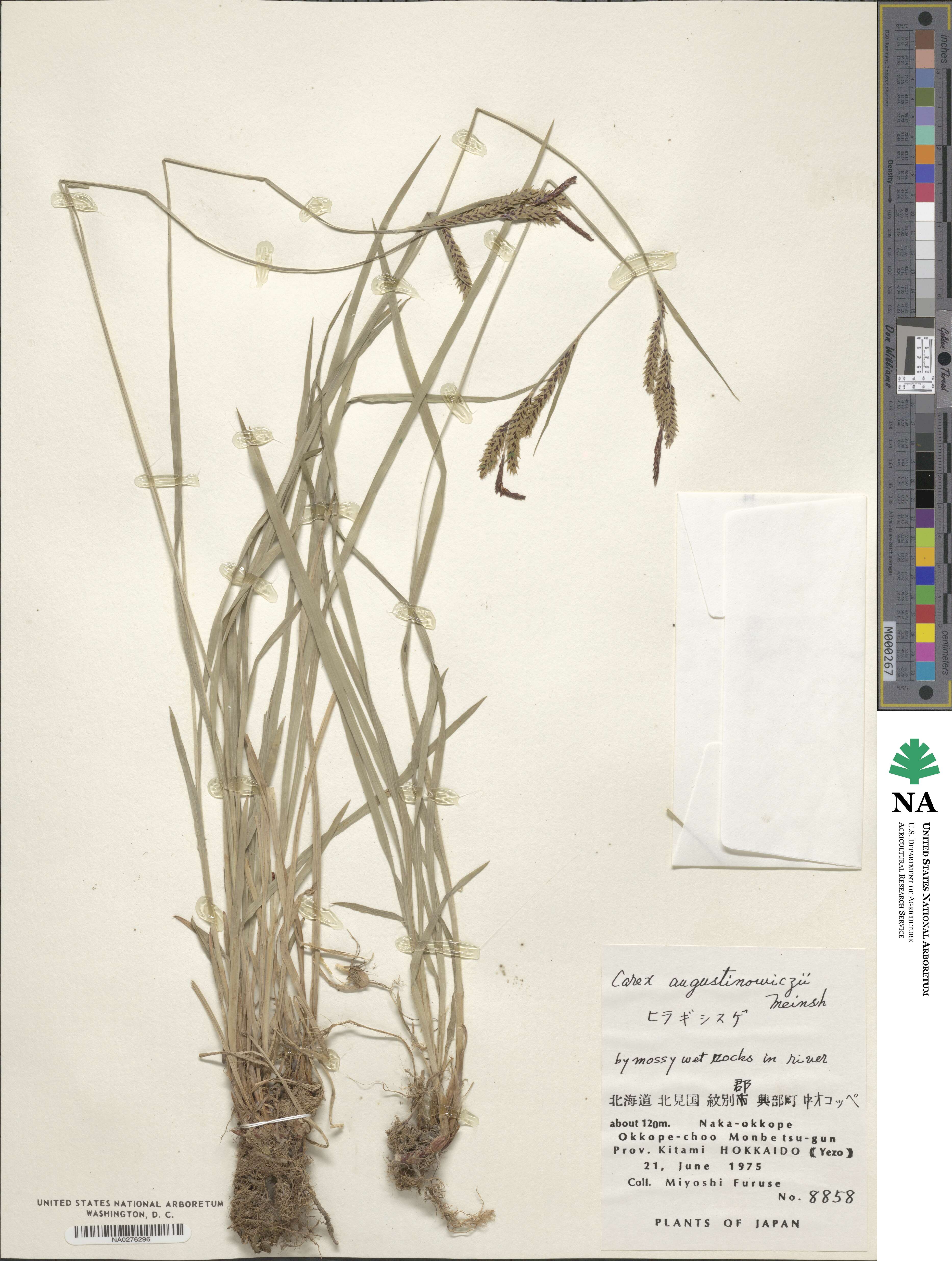 Carex augustinowiczii image