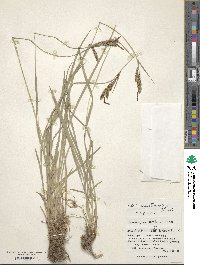 Carex augustinowiczii image