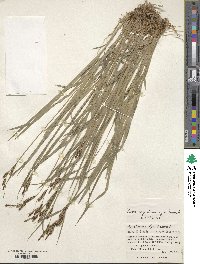 Carex augustinowiczii image