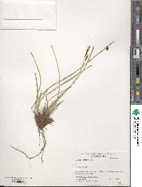 Carex blepharicarpa image