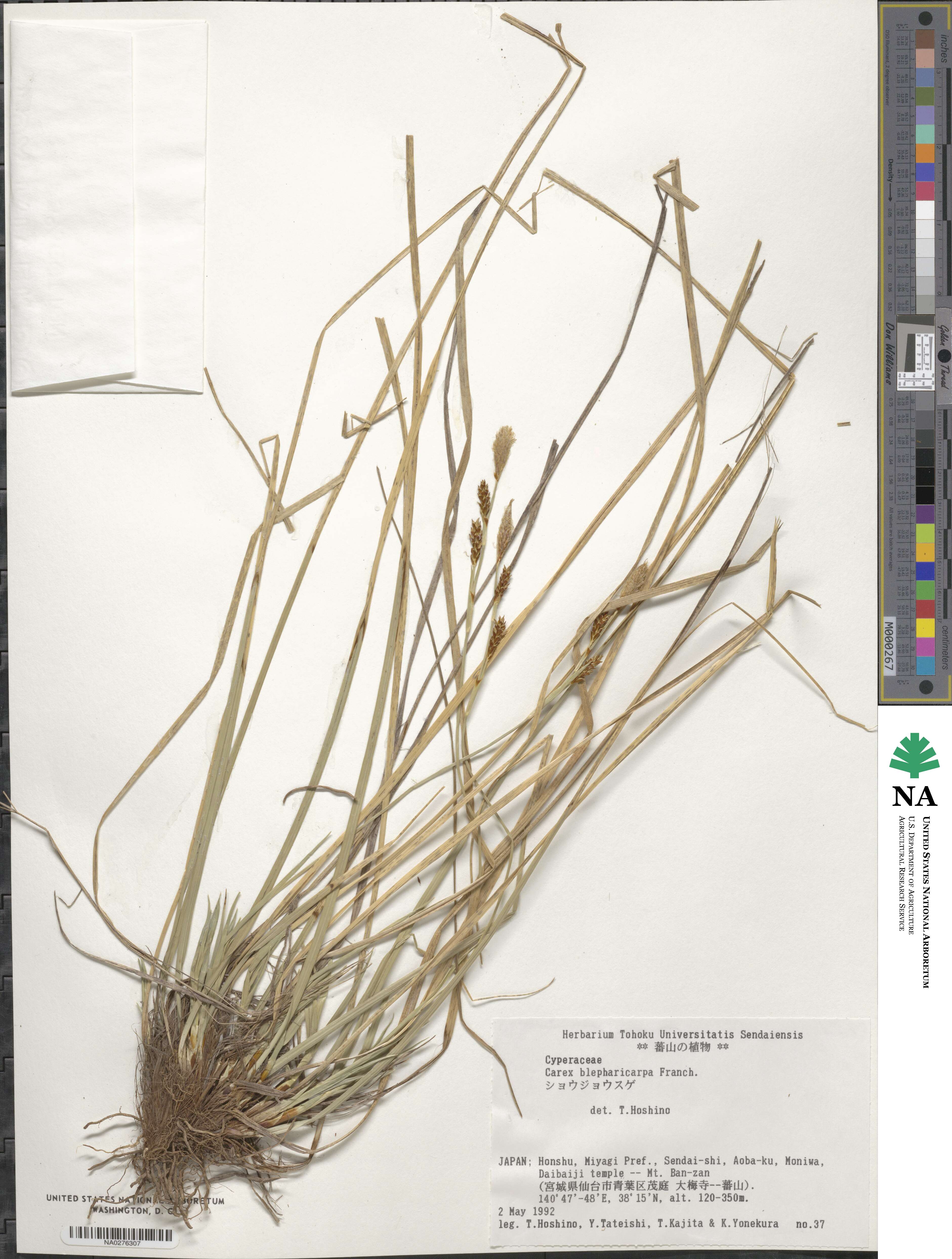 Carex blepharicarpa image