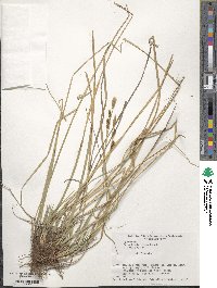 Carex blepharicarpa image