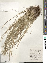 Carex blepharicarpa image