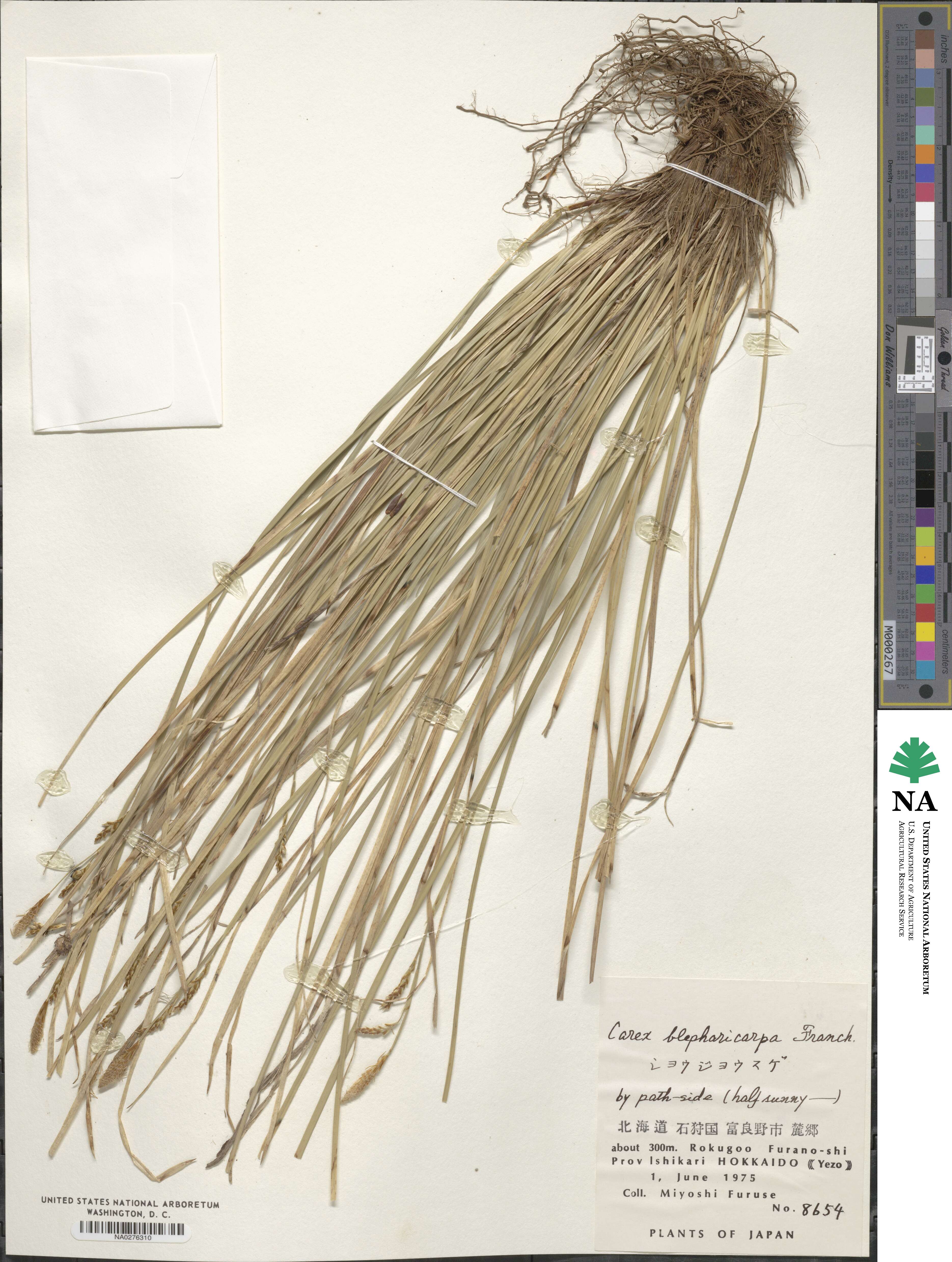 Carex blepharicarpa image