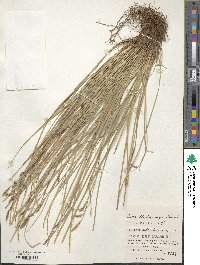 Carex blepharicarpa image