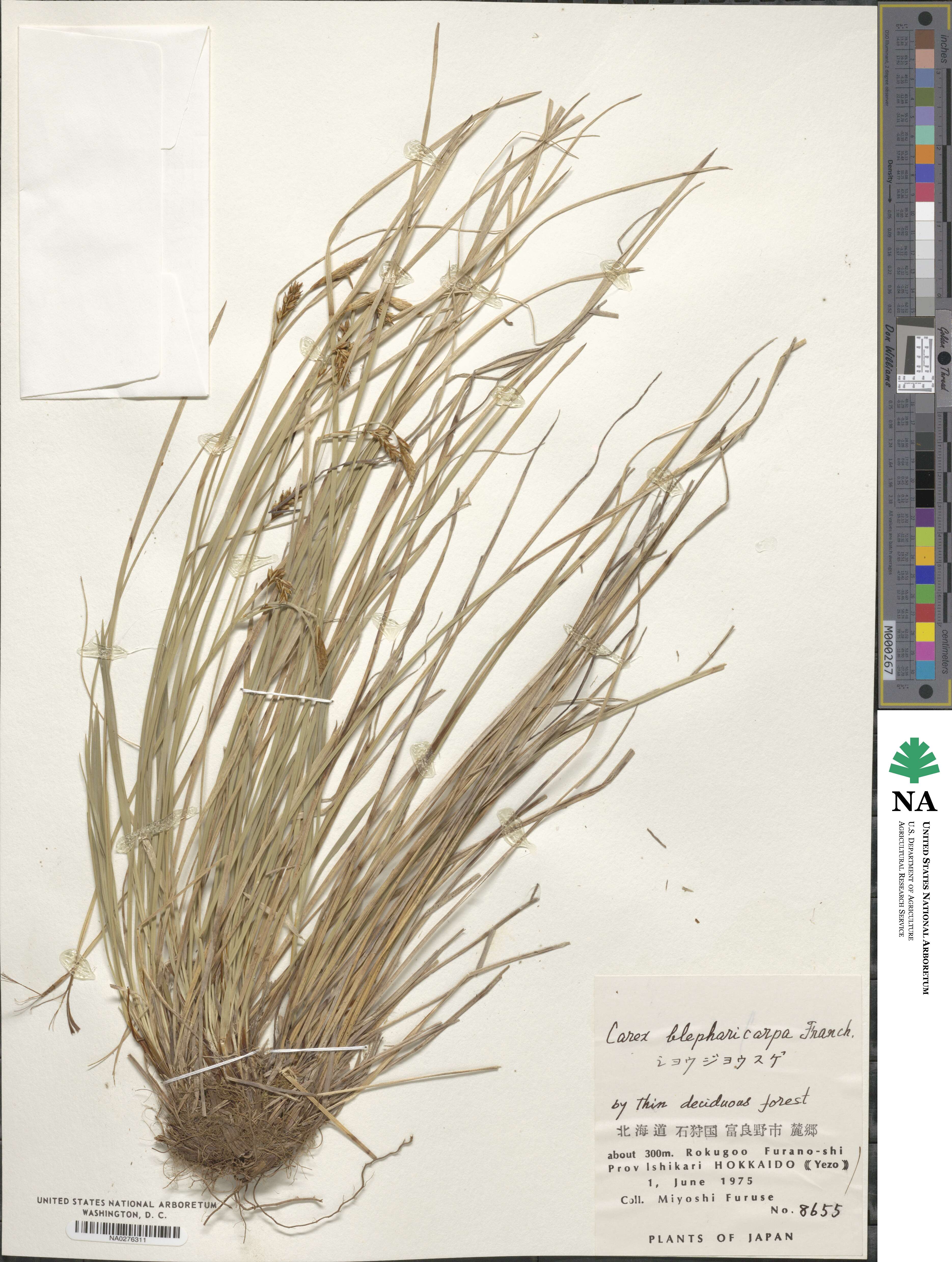 Carex blepharicarpa image