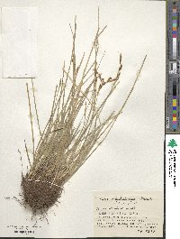 Carex blepharicarpa image