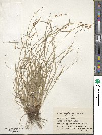 Carex blepharicarpa image