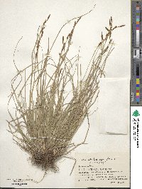 Carex blepharicarpa image