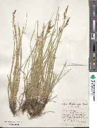 Carex blepharicarpa image