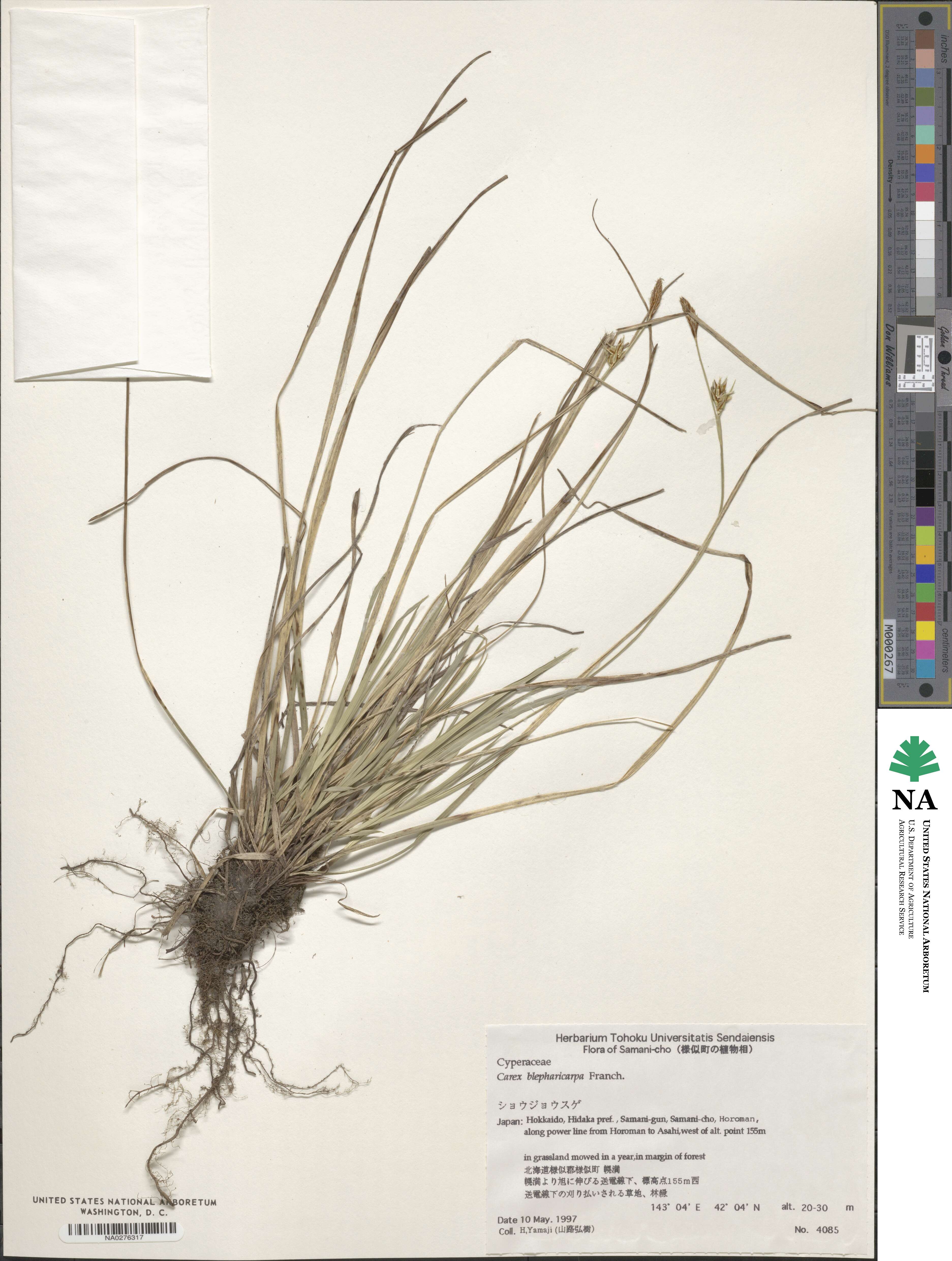 Carex blepharicarpa image