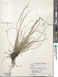 Carex blepharicarpa image