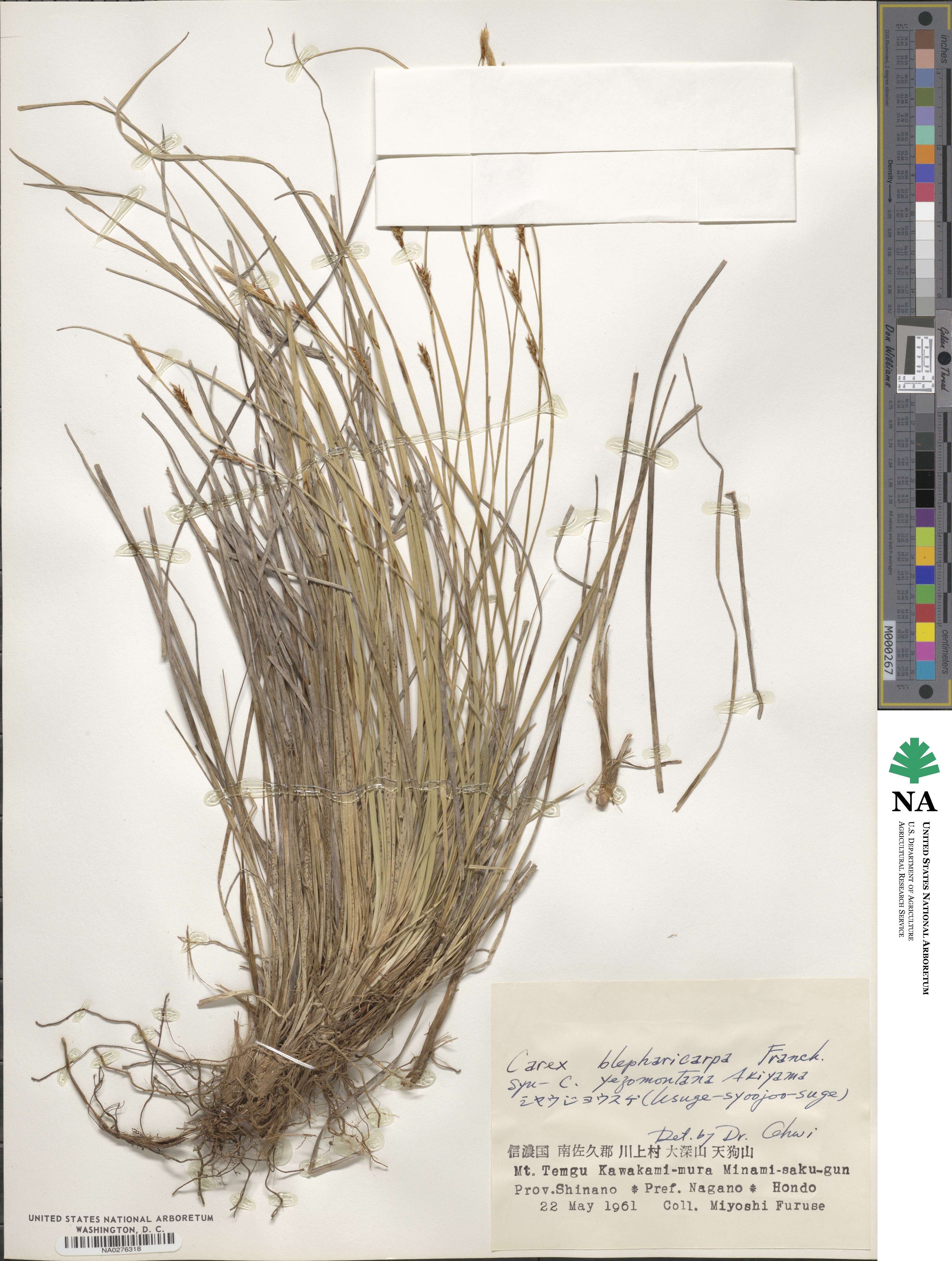 Carex blepharicarpa image