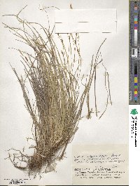 Carex blepharicarpa image