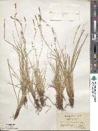 Carex blepharicarpa image