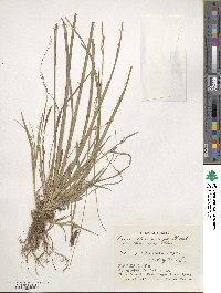 Carex blepharicarpa image