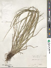 Carex boottiana image