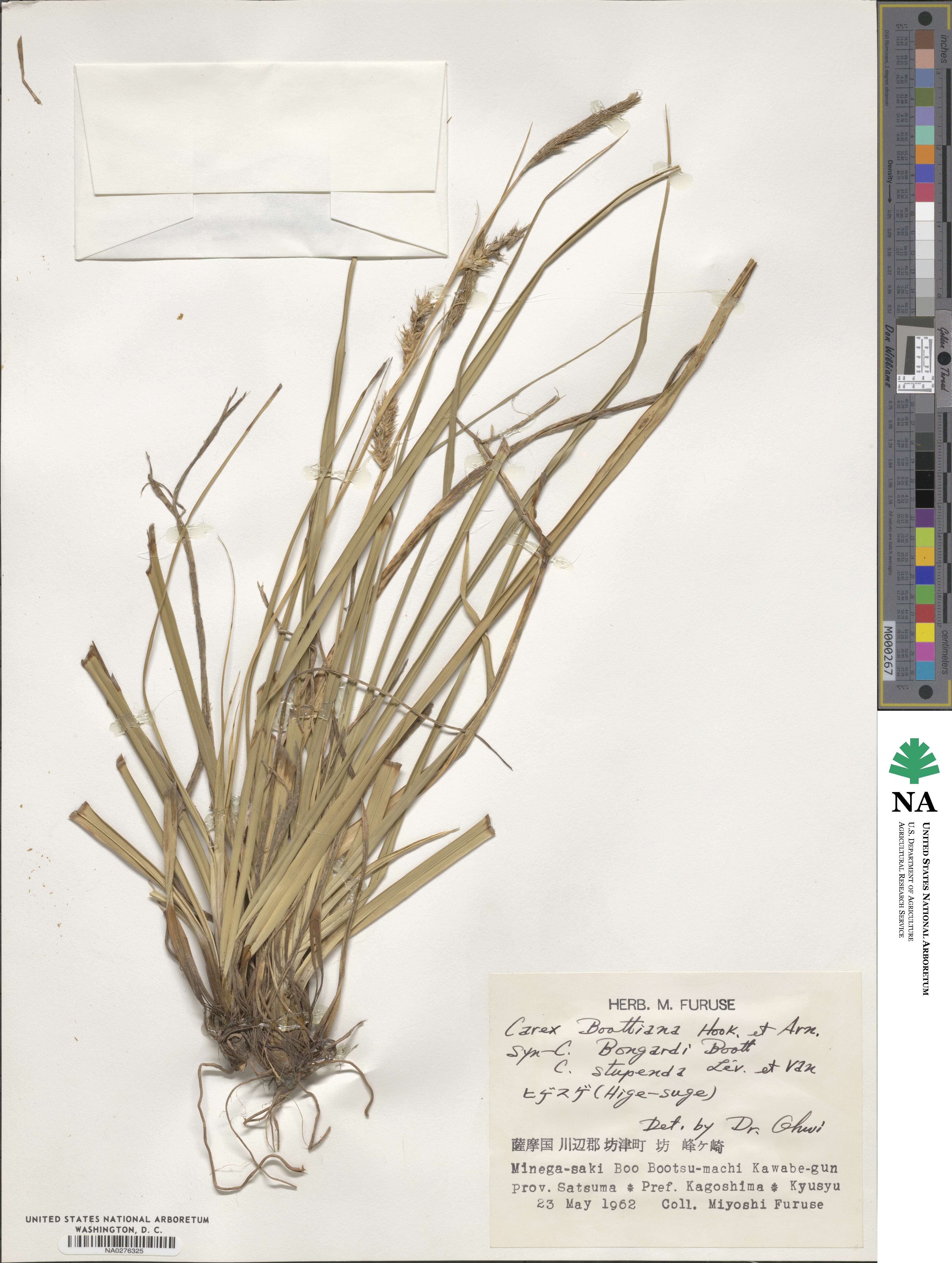 Carex boottiana image