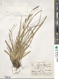 Carex boottiana image