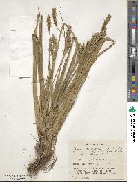 Carex boottiana image