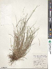 Carex discoidea image