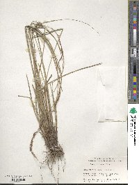 Carex brunnea image