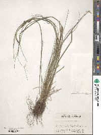 Carex brunnea image