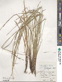 Carex brunnea image