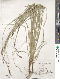 Carex brunnea image