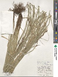 Carex brunnea image