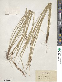 Carex brunnea image