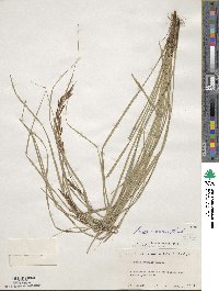 Carex brunnea image