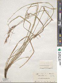 Carex brunnea image