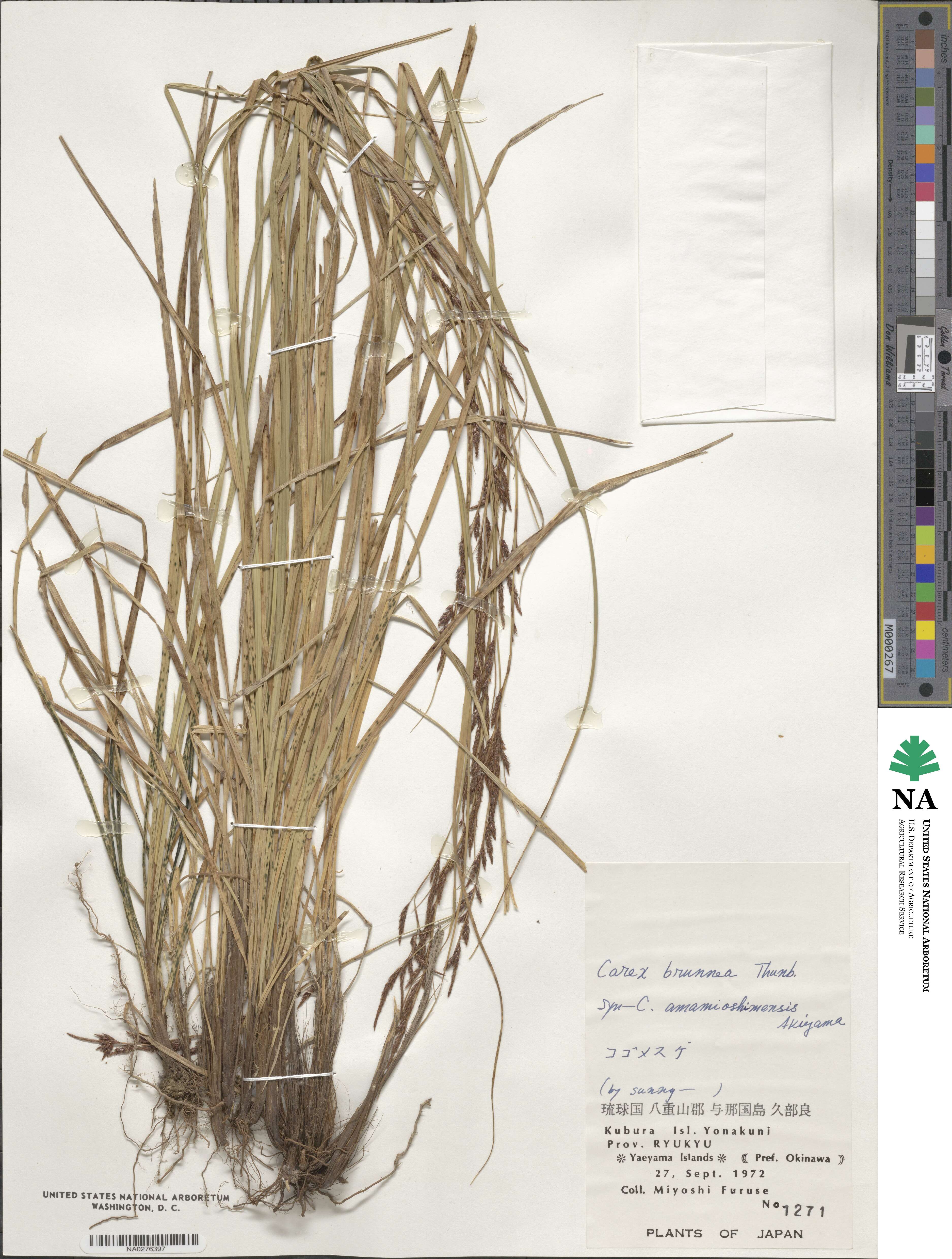 Carex brunnea image